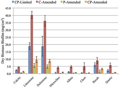 Mineral Ecology: Surface Specific Colonization and Geochemical Drivers of Biofilm Accumulation, Composition, and Phylogeny